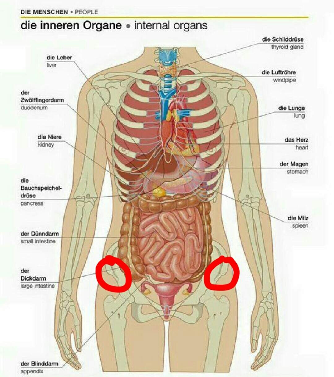 Schmerzen Im Becken Rechts