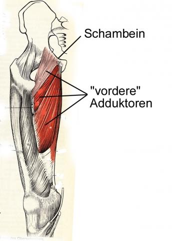 verändert nach dtv-Atlas Anatomie - (Schmerzen, Sprint, Oberschenkel)