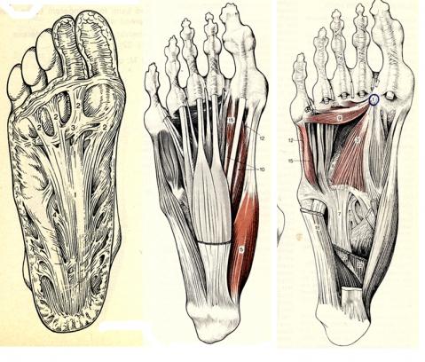 aus: dtv-Atlas Anatomie - (Muskeln, Füße)