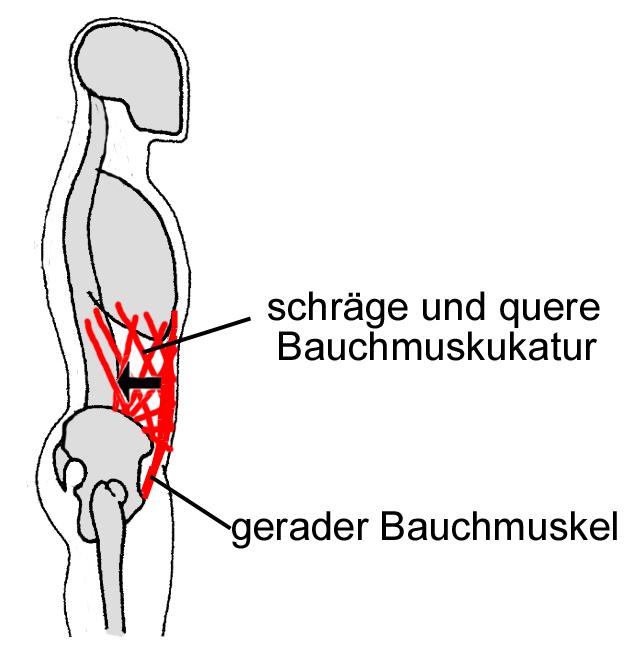Durch Bauchmuskeln einen flachen Bauch? (Muskelaufbau, Muskeln ...