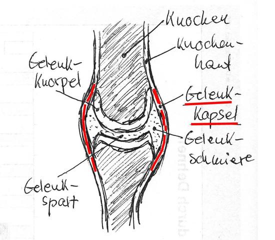 Gelenkkapsel (rot) - (Verletzung, Finger, Kapseln)