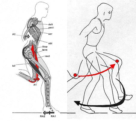 Bild 1: sprintspezifische  Muskeln - (Krafttraining, Leichtathletik, Sprint)