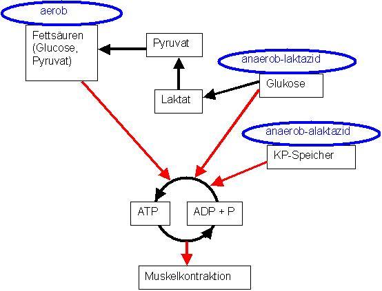 Energiegewinnung anaerob und aerob (Stoffwechsel)