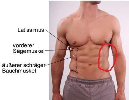 äußerer schräger Bauchmuskel - (Sixpack, latissimus, seitliche Bauchmuskulatur)