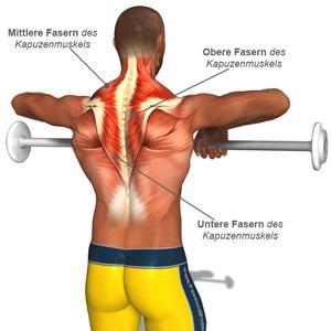 Rudern stehend - (Training, Krafttraining, Muskelaufbau)