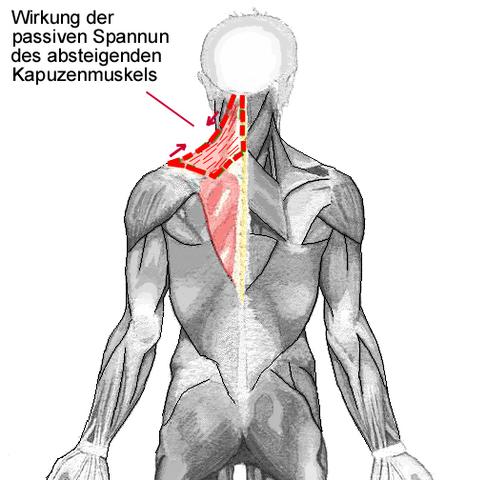 Kapuzenmuskel, absteigender Teil - (Bodybuilding, Schulter, Strongman)