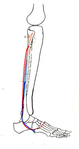 Bild 2: Wadenbeinmuskeln - (Füße, umgeknickt)