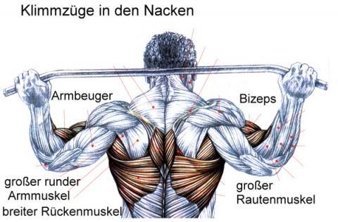 Für was braucht man den Lat-Muskel? (Training, Krafttraining, Muskelaufbau)