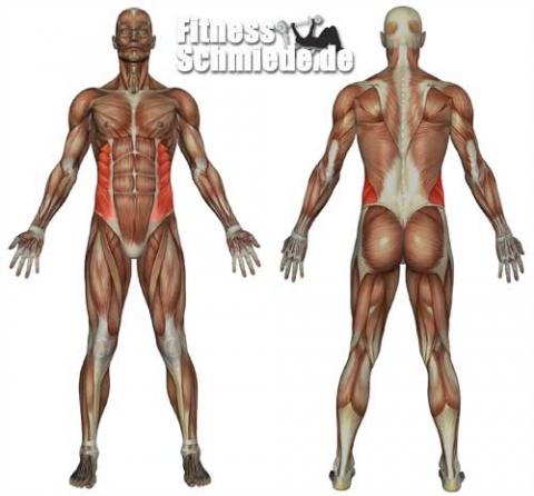 Männli. Anatomie - (Muskeltraining, Muskulatur, Bauchmuskulatur)