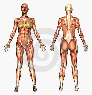 weibl. Anatomie - (Muskeltraining, Muskulatur, Bauchmuskulatur)