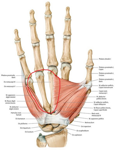 Sind die Fingerknochen auch mit Muskeln überzogen?
