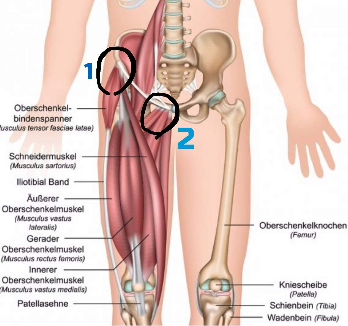 Wie Kann Ich Meine Chronischen Abduktoren Adduktoren Probleme Losen Fussball Wie Kann Ich Meine Chronischen Abduktoren Adduktoren Probleme Losen Fussball